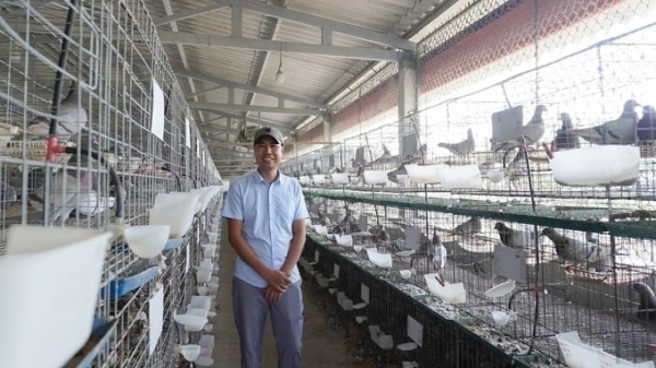 Raising French pigeons with herbs yields a profit of billions each year